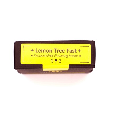 Lemon Tree Fast > Silent Seeds | Semillas feminizadas  |  Híbrido